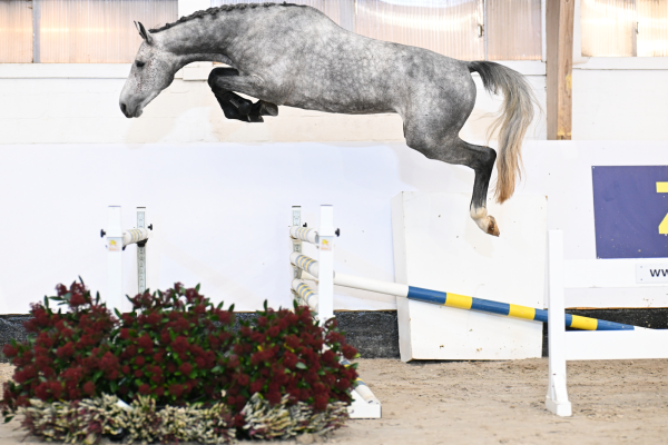 Young Horse Auction December 2024 - Explore the current collection
